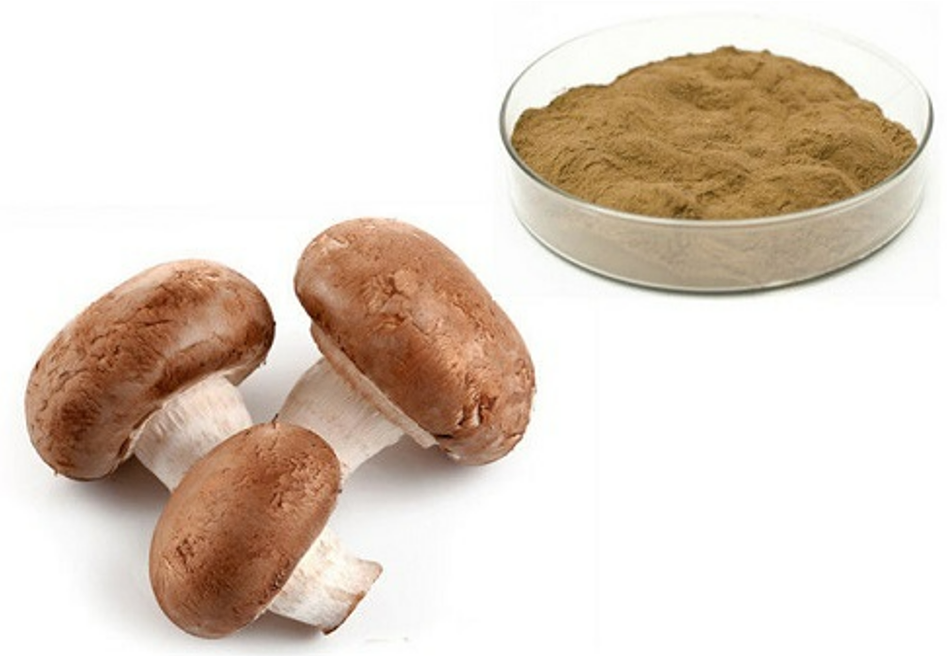Organic Mushroom Extract Powder